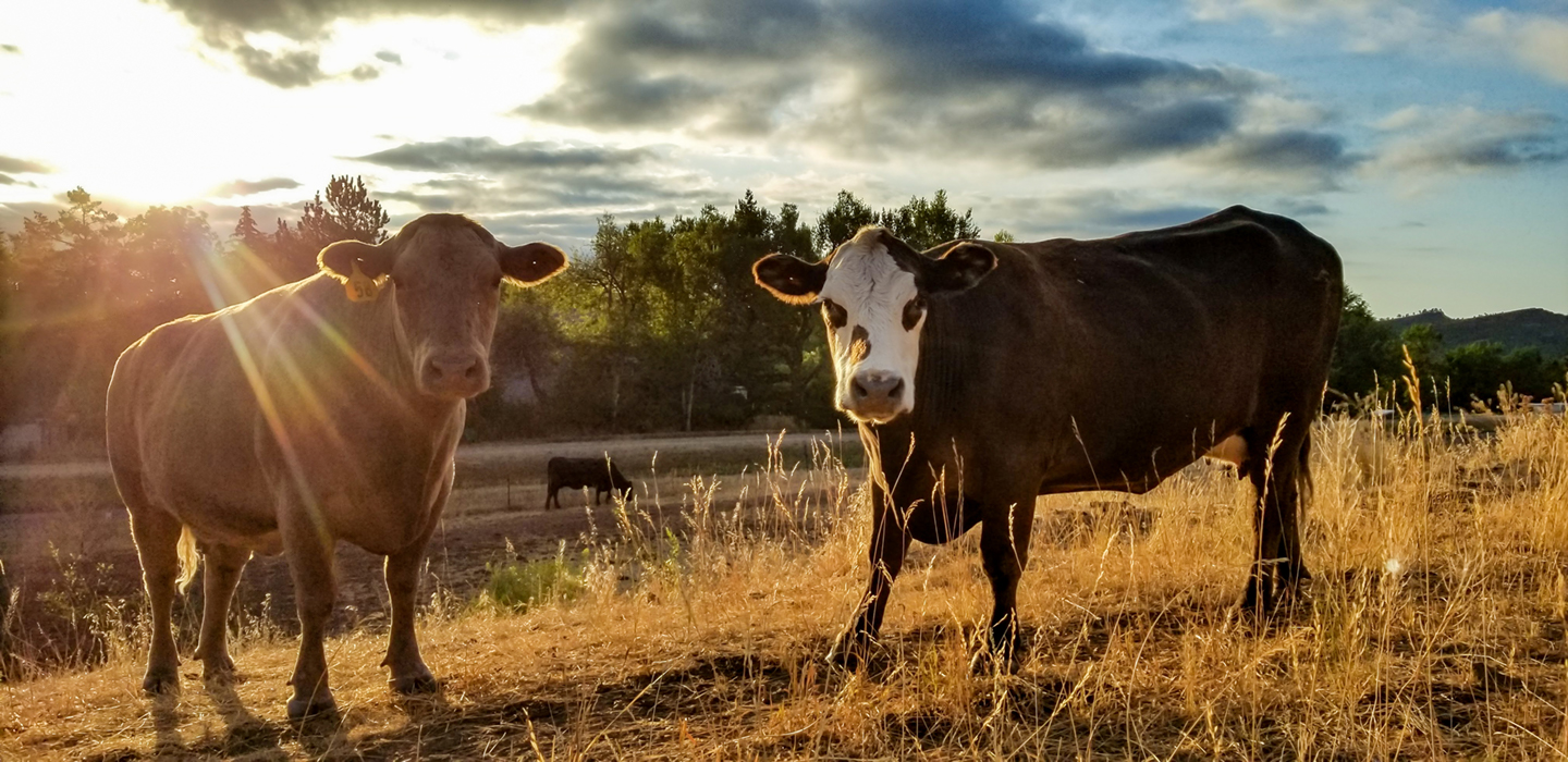 Cows-sunbeams-summer-2019-small