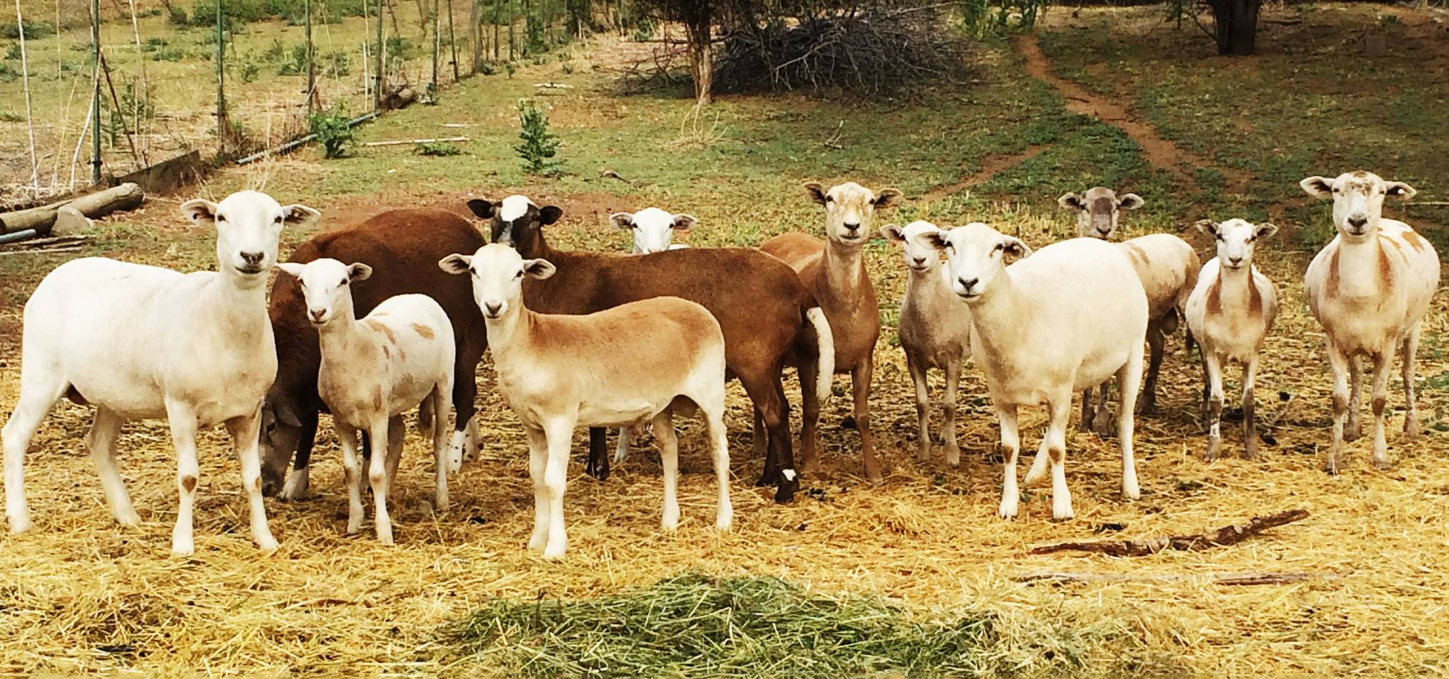 Sheep-and-lambs-looking-hero-poss