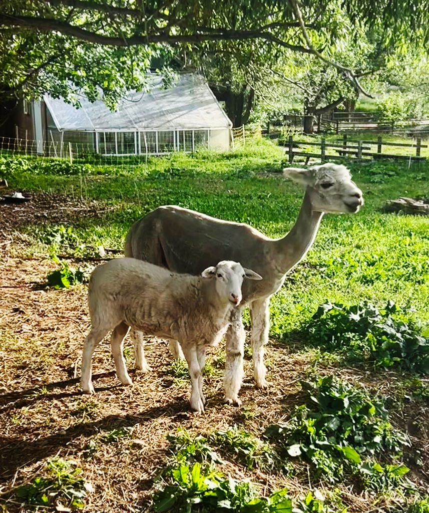Otis and lamb twin_sm 6-5-23 Sarah